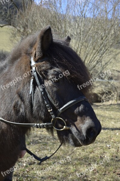 Pony Icelanders Brown Pony Nature Iceland