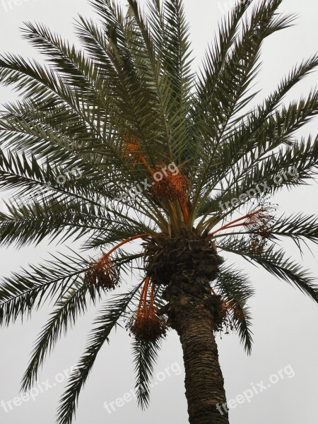 Morocco Palm Palm Trees Figs Palm Fronds