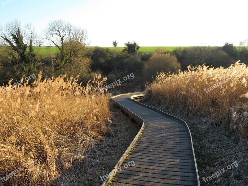 Fen Marsh Reeds Wetland Boardwalk