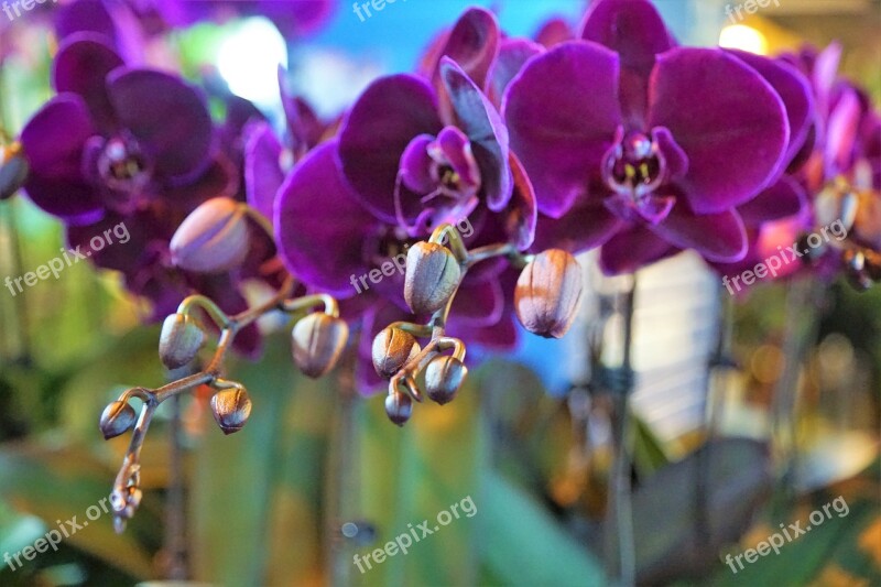 Orchid Flower Purple Beauty Color