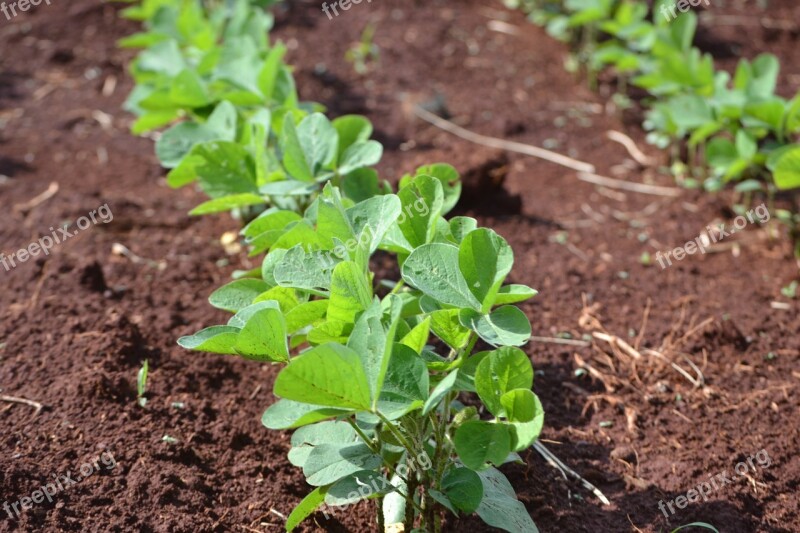 Soybeans Plantation Agriculture Green Cultures