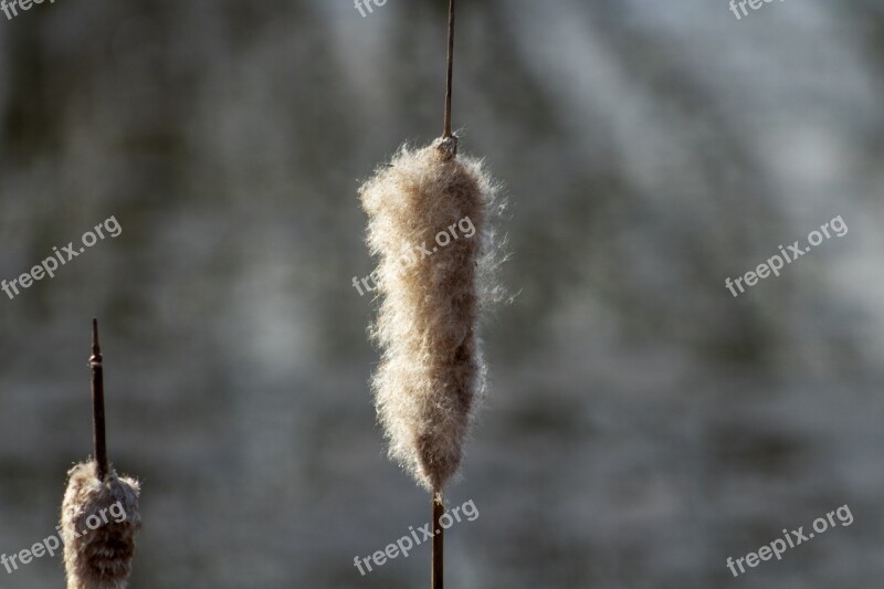 Mace Sedge Crop Villosa Iris Free Photos