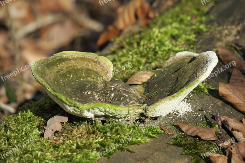 Tinder Fungus Tinder Forest Mushroom Tree Fungus Moss