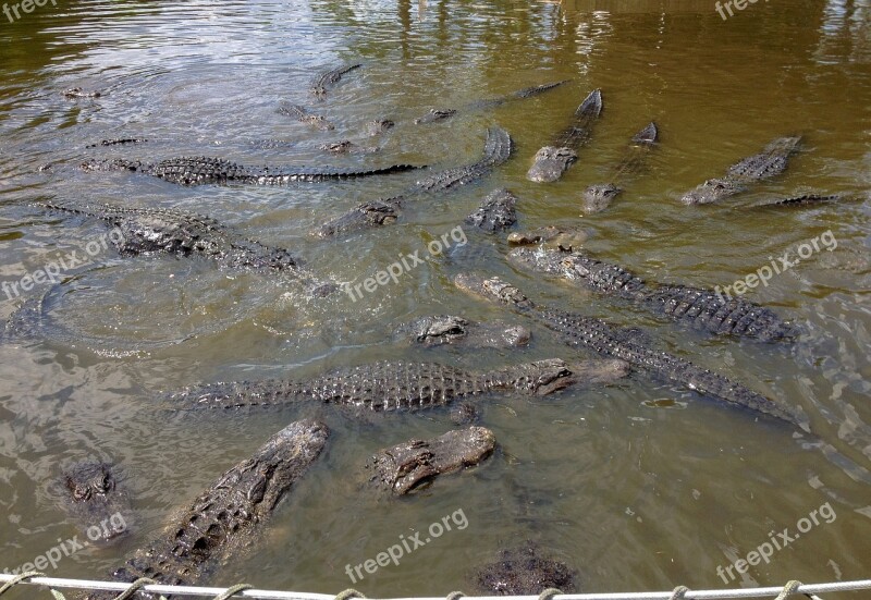 Gatorland Alligators Alligator Orlando Florida