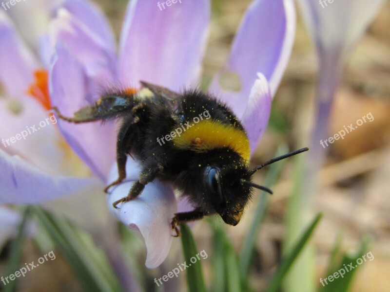 Bourdon Hymenoptera Purple Flower Pollen Head