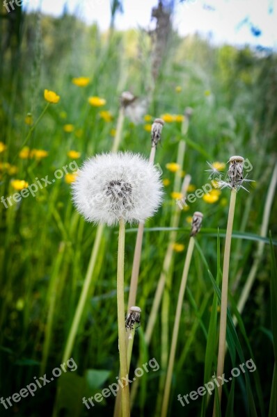 Meadow Dandelion Nature Plant Summer