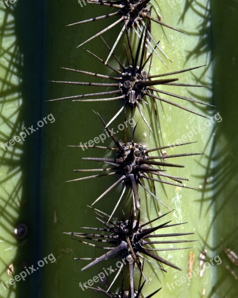 Saguaro Spines Cactus Arizona Desert Tucson