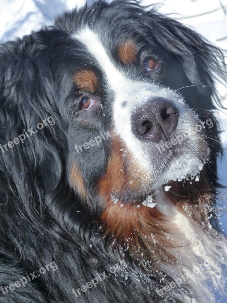 Bernese Mountain Dog Pet Animal Mammal Canine