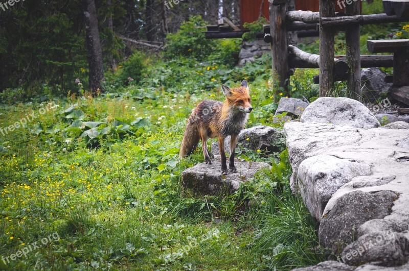 Fox Nature Animals Forest Predator