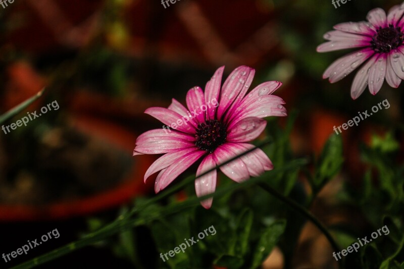 Dark Flower Purple Plant Flower Nature Bloom