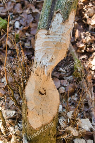 Tree Beaver Beaver Eating Beaver Damage Wood