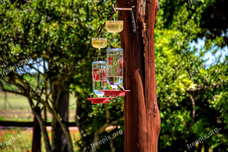 Hummingbirds Feeder Bird Wildlife Nature