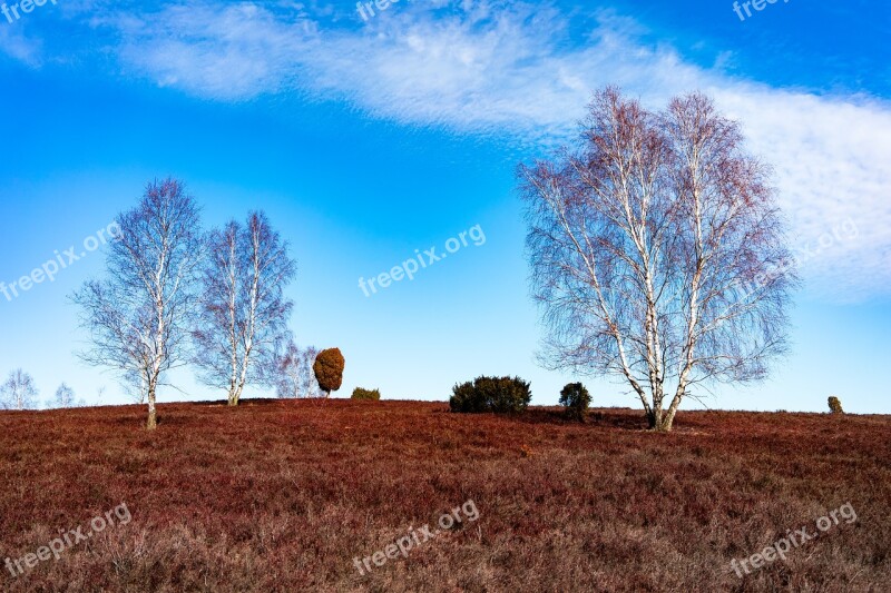 Heide Trees Nature Landscape Nature Reserve