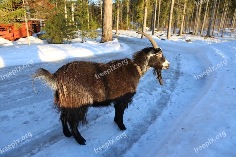 Goat Claus Mammal Winter The Horns