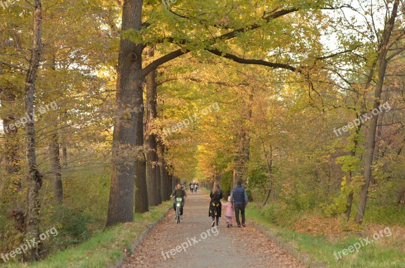 Autumn Leaves In The Fall Of Nature Forests