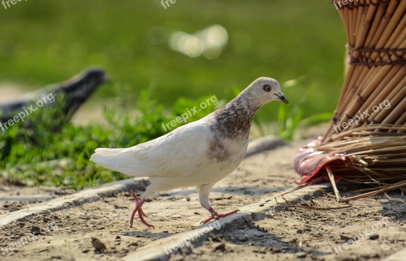 Pigeon White Pigeon White Dove Pigeons