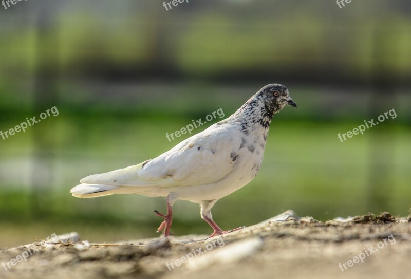 Pigeon White Pigeon White Dove Pigeons