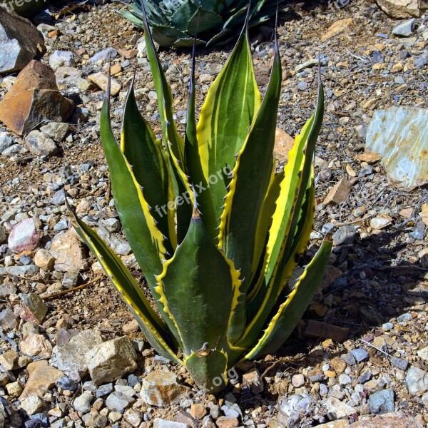 Yellow And Green Agave Agave Yellow Plant Leaves