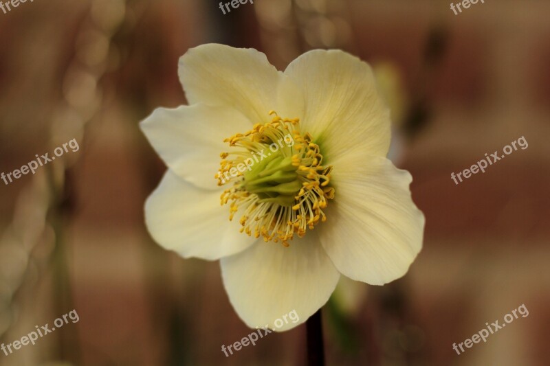 Helleborus Christmas Rose White Flower Plant