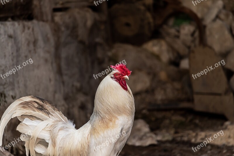 Gallo Hen Chicken Animal Poultry