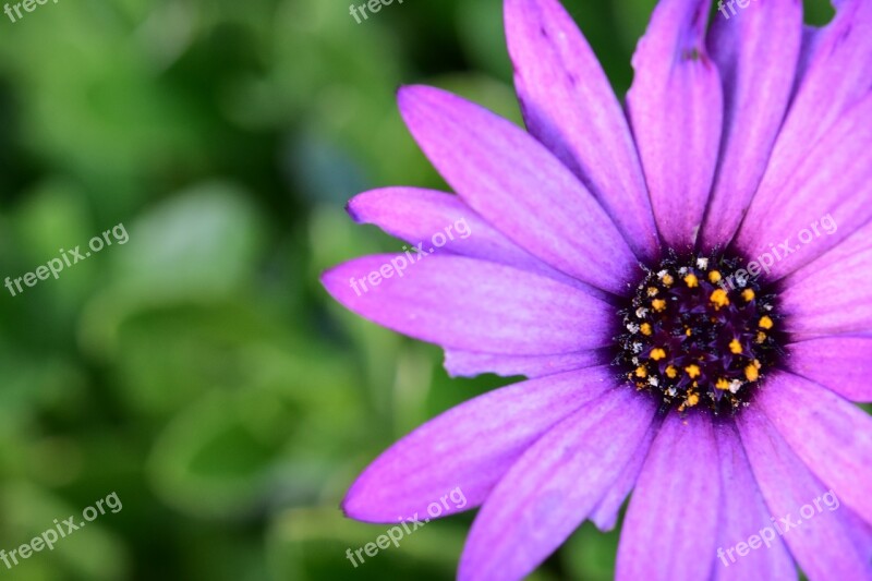 Flower Flowers Purple Flowers Flowers Petals Plants