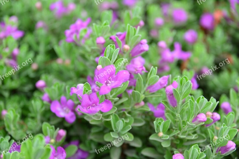 Flowers Tiny Flowers Green Leaves Background Garden