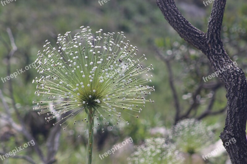 Cerrado Nature Always Alive Landscape Free Photos