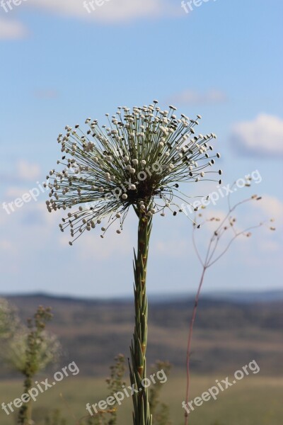 Nature Flower Always Alive Field Plant