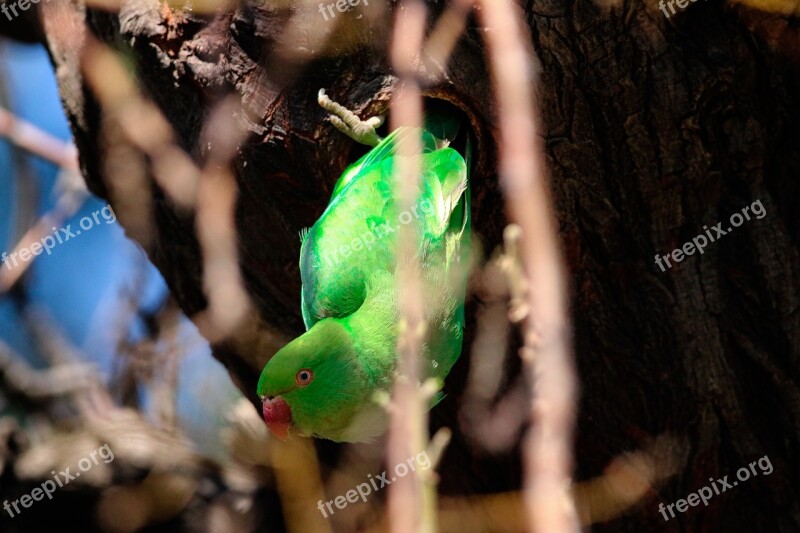 Parrot Nature Bird Jungle Colorful