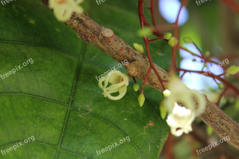 Chestnuts Flower Nature Chestnut Flowers