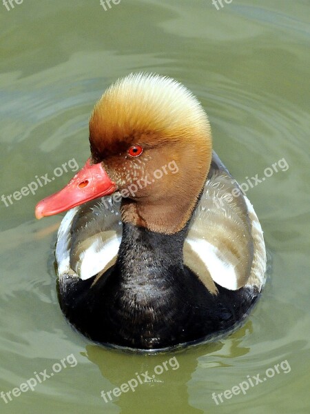 Pochard Netta Rufina Anatidae Duck Birds