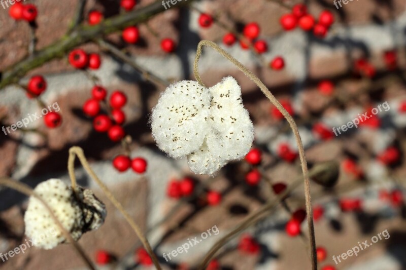 Zaadpluis Anemone Red Berries White Fruits