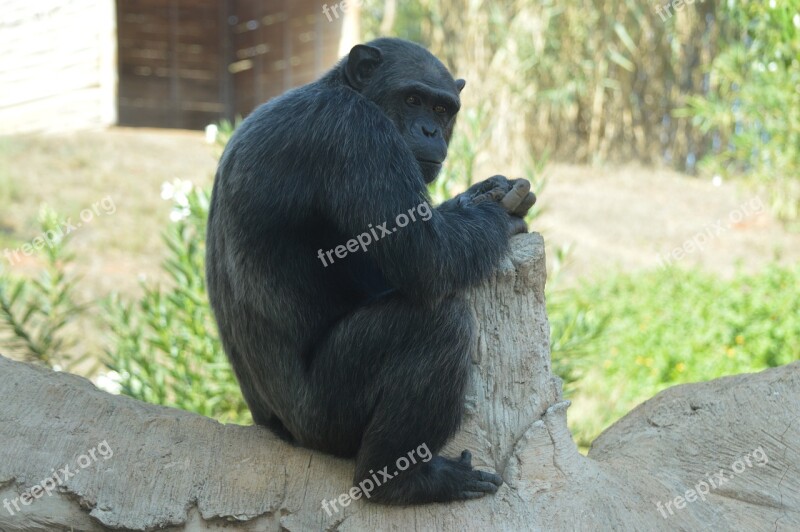 Chimpanzee Primate Hominid Monkey Mammals