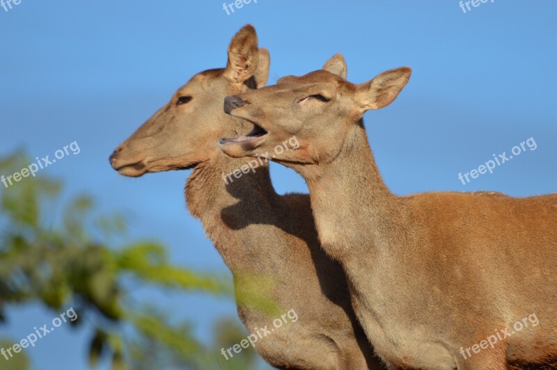 Cerf De Berberie Ungulate Morocco Deer Free Photos