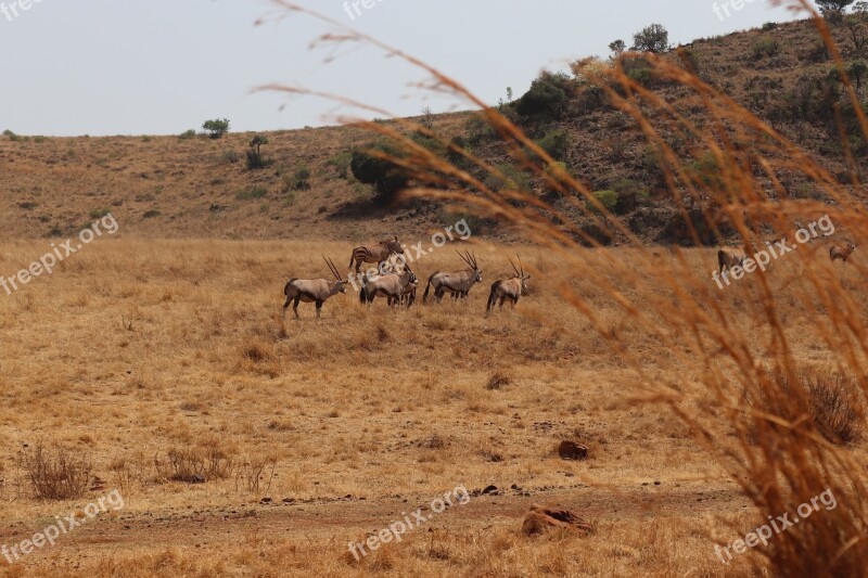 Safari Africa Nature Oryx Herbivore