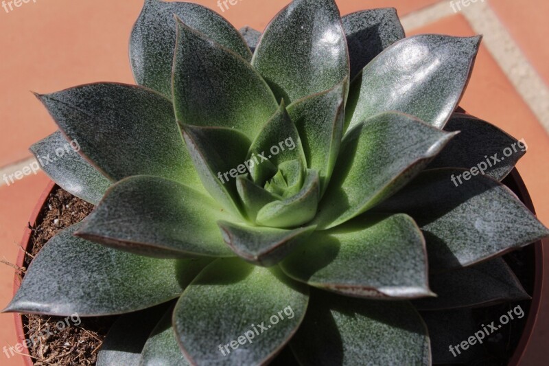 Rosette Succulent Leaves Garden Exotic