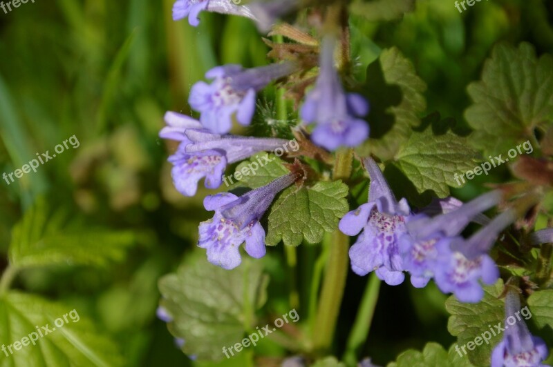 Flower Flora Nature Plants Summer