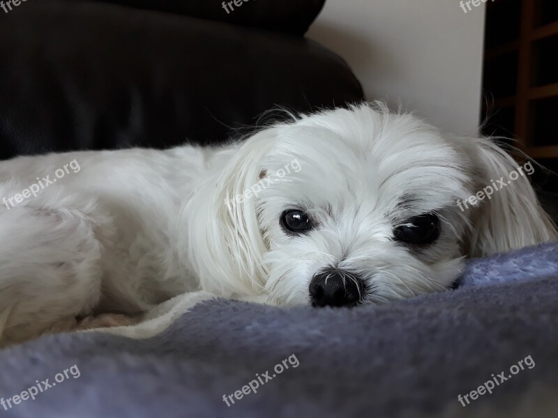 Maltese Puppy Dog Animal Pet