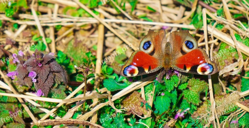 Butterfly Vanessa I Peacock's Eye Moth Ubiquitous Nymphalidae