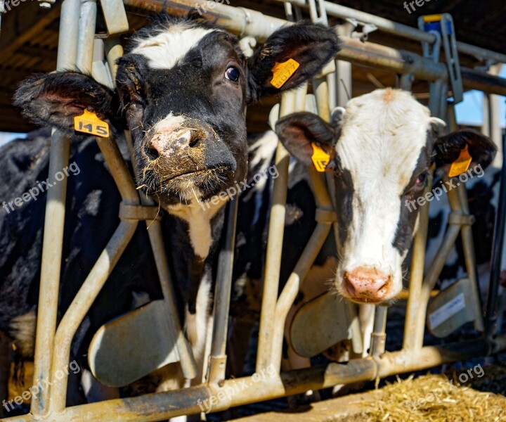 Cows Frisian Friesian Cows Spotted Cattle