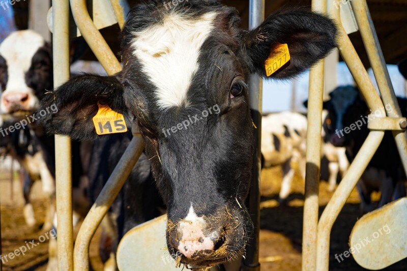 Cow Frisian Friesian Cows Spotted Bovino