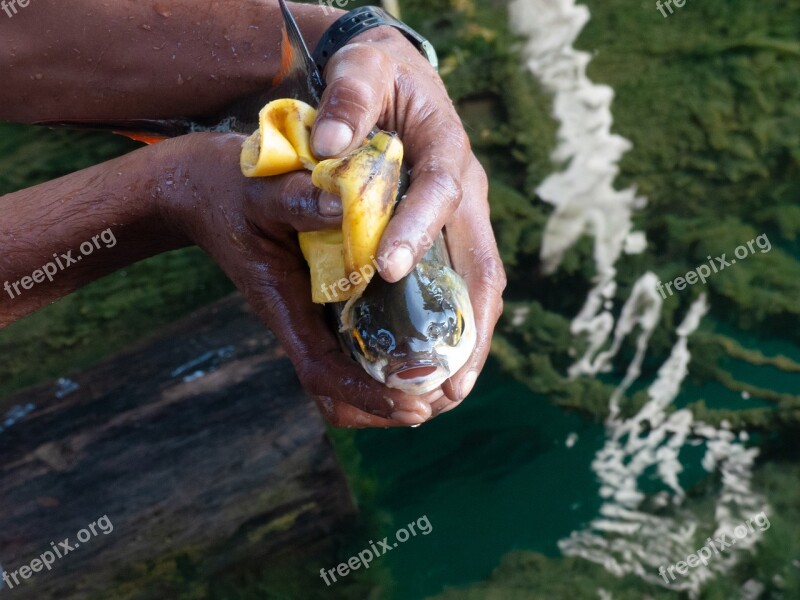 Fish Fishing Fresh Fisherman Banana Peel