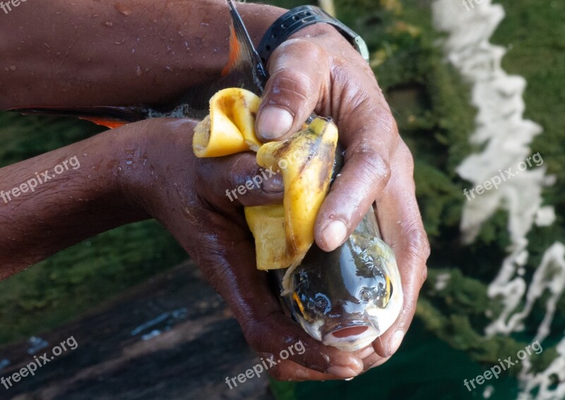 Fish Fishing Fresh Fisherman Banana Peel