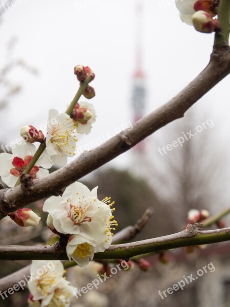 Plum Spring Tokyo Tower Plum Blossoms White