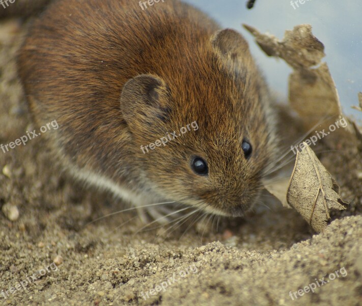 Mouse Rötelmaus Cute Animal Rodent