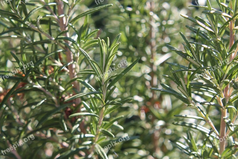 Rosemary Plant Herbs Spices Green