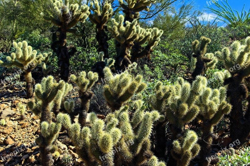 Teddy Bear Cholla Arizona-sonora Desert Museum Tucson Arizona Cactus