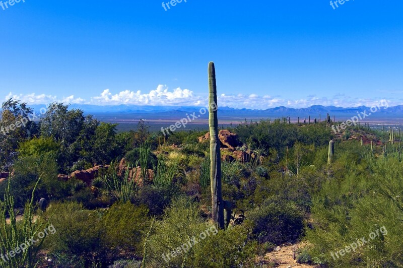 Desert View Arizona-sonora Desert Museum Arizona Saguaro Cactus