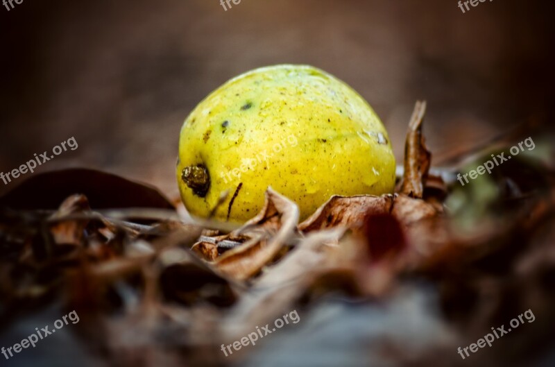 Golden Apple Fruit Ripe Yellow Natural