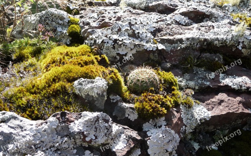 Rock Stone Nature Stones Cacti